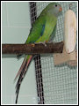 papousek nádherný - samička